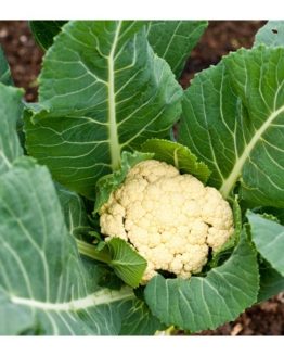 Cauliflower growing in the ground, top view, Australia