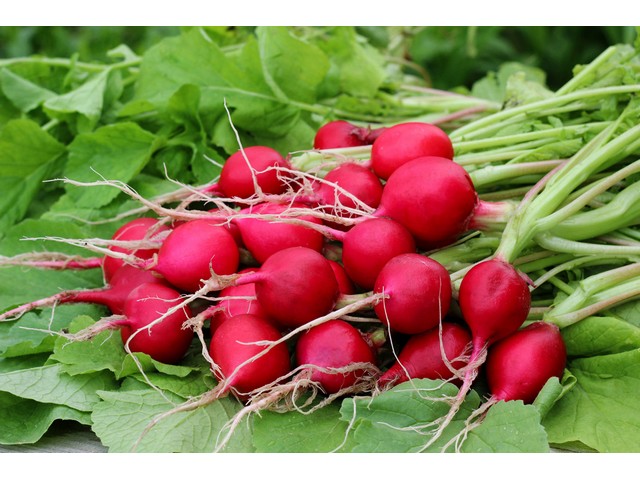 RADISH / TURNIP SEEDS | Vithubank