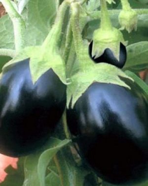 Brinjal black oval