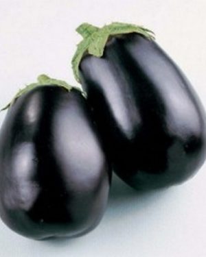 brinjal black beauty