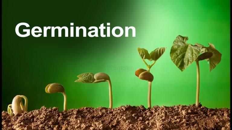 seed-germination-tips-vithubank