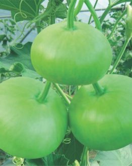 BOTTLE GOURD ROUND