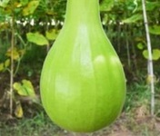 bottle gourd