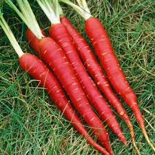 red carrot