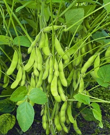 soya bean