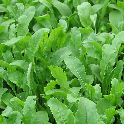 arugula