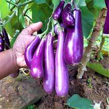 cluster brinjal